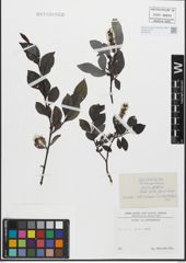 Foto von Salix glabra Scop.